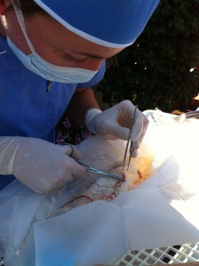Dr. Sanders performing abdominal surgery on a koi