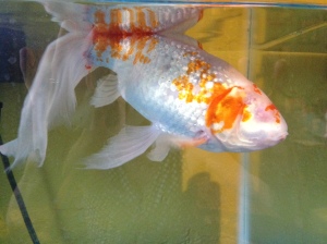 After: Sparky, the happy one-eyed fish
